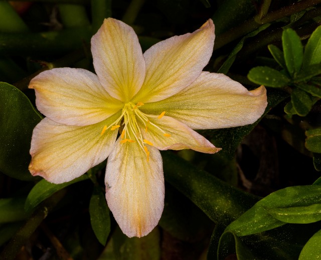 Lewisiopsis tweedyi - Tweedy's Lewisia 15-0581.jpg